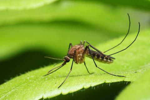 Lotta alle zanzare, monitoraggio e trattamento anti-larvale | Bagno a Ripoli